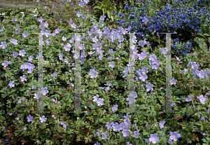 Picture of Geranium himalayense 'Gravetye'