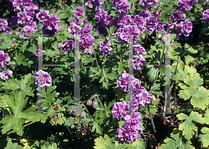 Picture of Geranium himalayense 'Plenum'