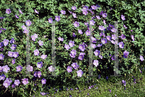 Picture of Geranium himalayense 