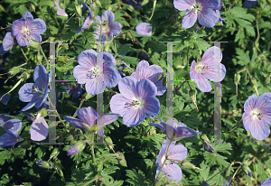 Picture of Geranium himalayense 