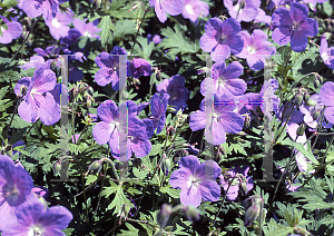 Picture of Geranium himalayense 