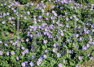 Picture of Geranium himalayense 