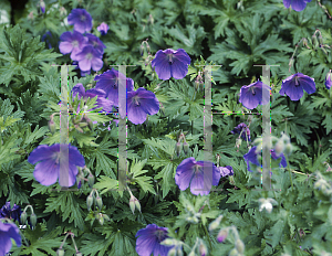 Picture of Geranium himalayense 'Irish Blue'