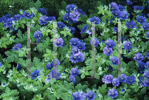 Picture of Geranium himalayense 'Gravetye'