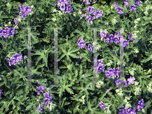 Picture of Geranium ibericum 