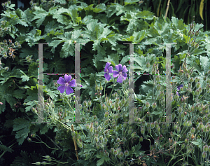 Picture of Geranium ibericum 