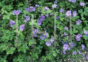 Picture of Geranium libani 