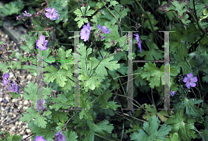 Picture of Geranium libani 