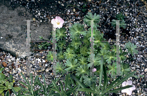 Picture of Geranium x lindavicum 'Apple Blossom'