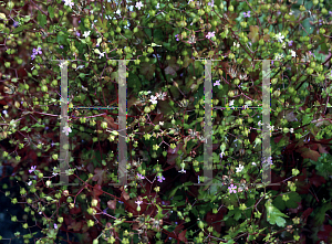 Picture of Geranium lucidum 