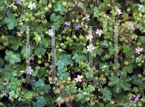 Picture of Geranium lucidum 