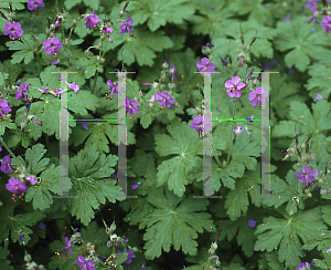 Picture of Geranium macrorrhizum 