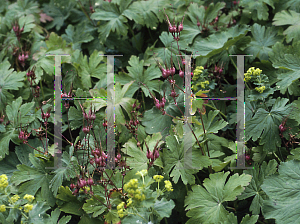 Picture of Geranium macrorrhizum 