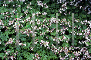 Picture of Geranium macrorrhizum 'Album'