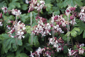 Picture of Geranium macrorrhizum 'Album'