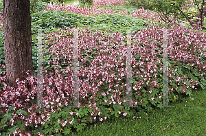 Picture of Geranium macrorrhizum 'Album'