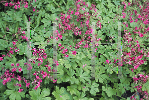 Picture of Geranium macrorrhizum 'Dupre'