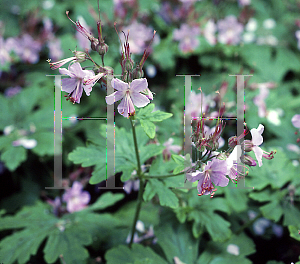 Picture of Geranium macrorrhizum 'Ingwersen's Variety'