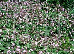 Picture of Geranium macrorrhizum 'Ingwersen's Variety'