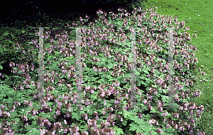 Picture of Geranium macrorrhizum 'Ingwersen's Variety'