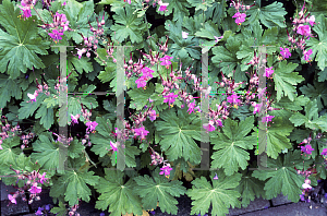 Picture of Geranium macrorrhizum 'Spessart'