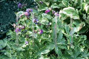 Picture of Geranium macrorrhizum 'Variegatum'