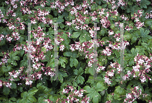 Picture of Geranium macrorrhizum 'Album'