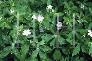 Picture of Geranium maculatum 