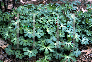 Picture of Geranium maculatum 