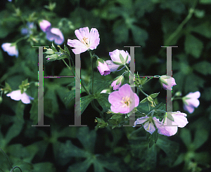 Picture of Geranium maculatum 