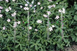 Picture of Geranium maculatum 