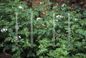 Picture of Geranium maculatum 