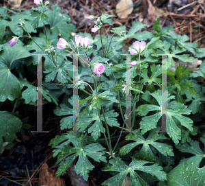 Picture of Geranium maculatum 