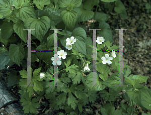 Picture of Geranium maculatum 'Album'