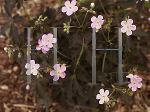 Picture of Geranium maculatum 'Espresso'