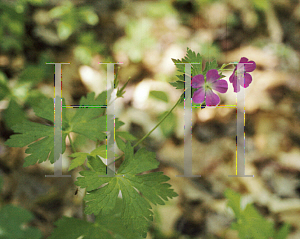 Picture of Geranium maculatum 