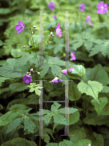 Picture of Geranium maculatum 'Roseum'