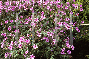 Picture of Geranium maderense 