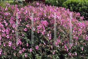 Picture of Geranium maderense 