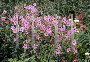 Picture of Geranium maderense 