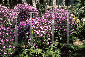 Picture of Geranium maderense 