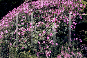 Picture of Geranium maderense 