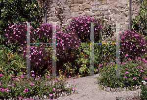 Picture of Geranium maderense 