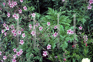 Picture of Geranium maderense 