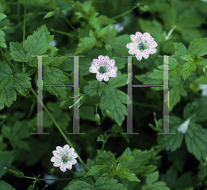 Picture of Geranium nodosum 