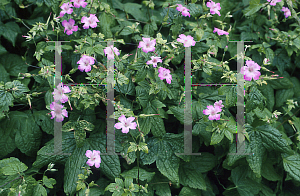 Picture of Geranium nodosum 