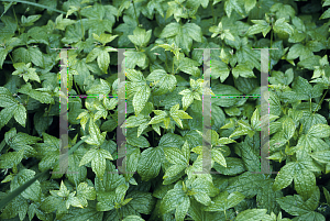 Picture of Geranium nodosum 