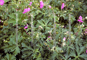 Picture of Geranium oreganum 