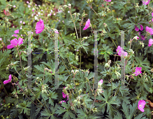 Picture of Geranium oreganum 