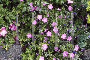 Picture of Geranium orientalitibeticum 